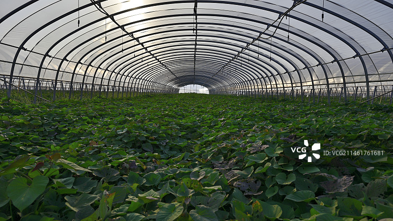 温室大棚里的红薯苗图片素材
