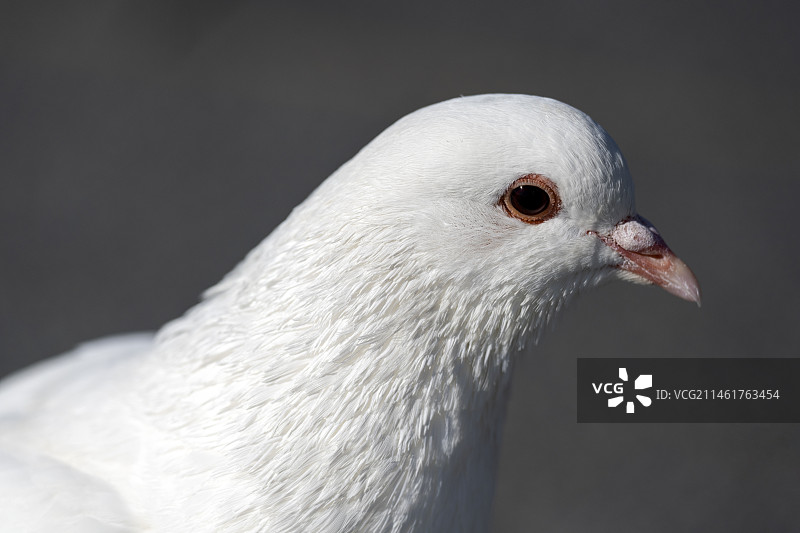 白鸽子和平鸽广场鸽鸟类动物自然风光图片素材