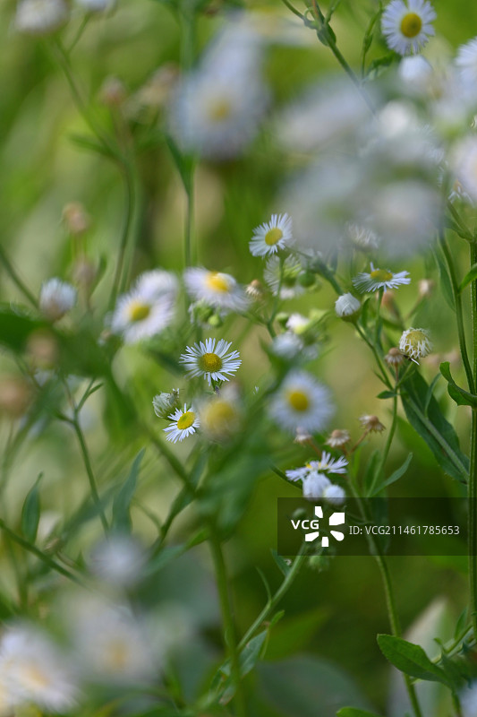夏花烂漫（一年蓬）图片素材