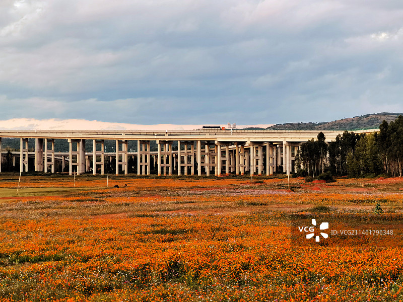 灿烂秋华图片素材