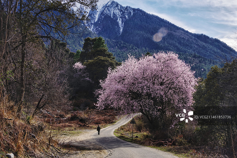 波密桃花（30）图片素材