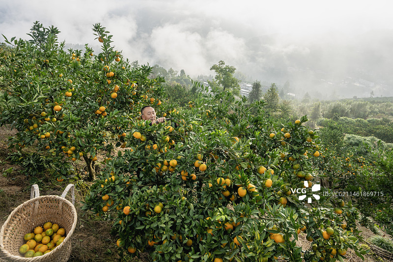 湖北恩施市七里坪清江岸边农民采摘成熟柑橘图片素材
