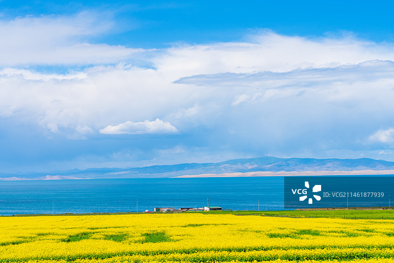 青海湖晴空油菜花图片素材
