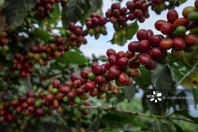 云南小粒咖啡图片素材