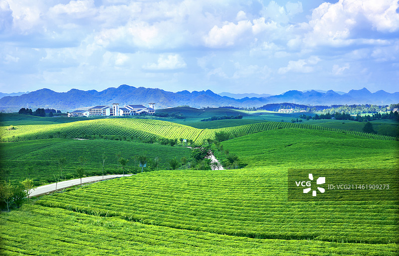 茶山光影图片素材