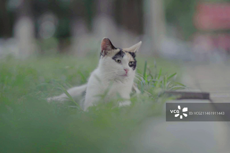 小猫咪图片素材