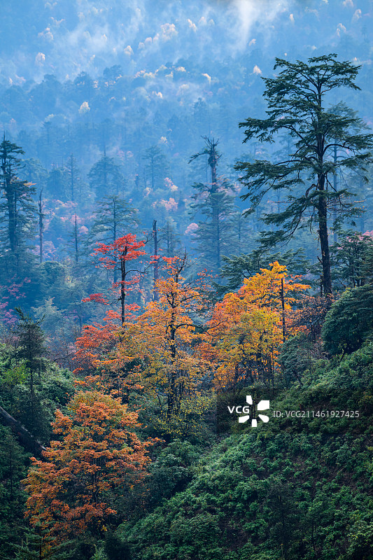 龙苍沟国家森林公园原始森林秋色彩林图片素材