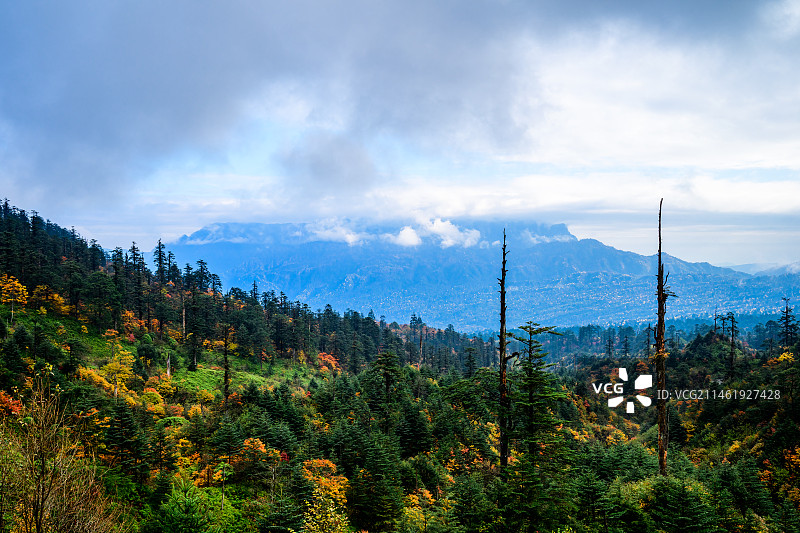 龙苍沟国家森林公园原始森林秋色彩林图片素材
