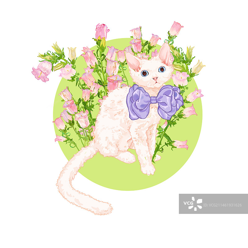 德文猫蝴蝶结插画.图片素材