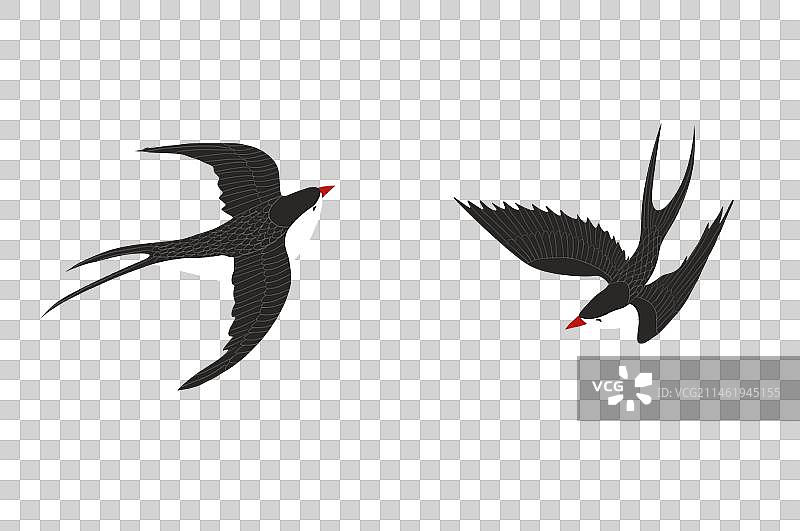 两只飞翔的燕子图片素材