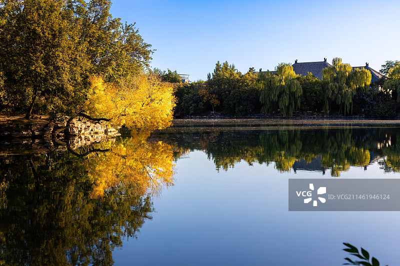 北京大学秋色：未名湖、第一体育馆和金黄色的白蜡树图片素材