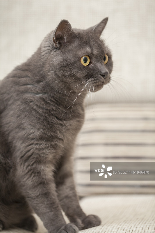 黑色的宠物猫咪特写图片素材