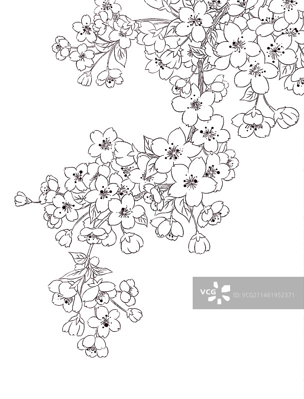 樱花线稿图片素材