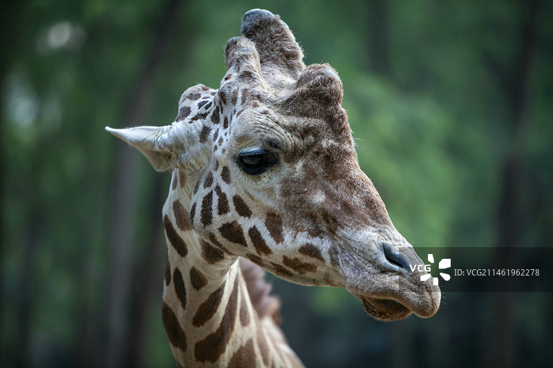 长颈鹿肖像图片素材