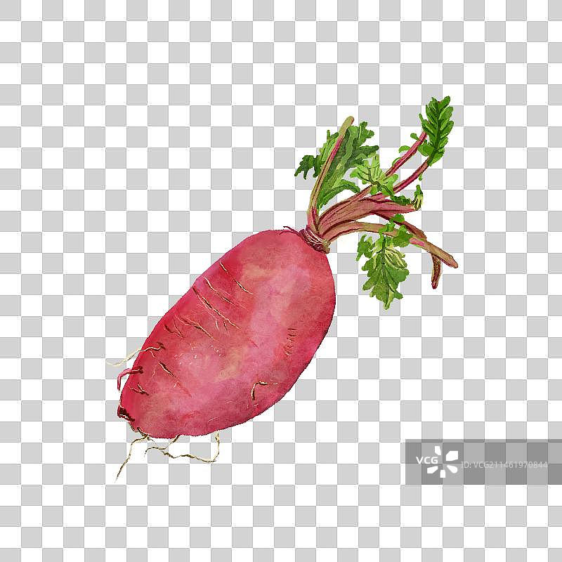 手绘番薯红薯蔬菜免抠设计素材png元素图片素材