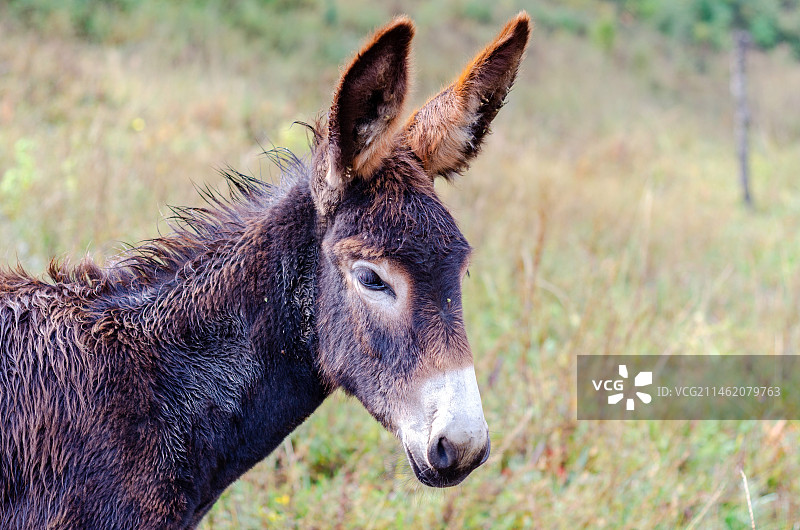 路边一只黑驴图片素材