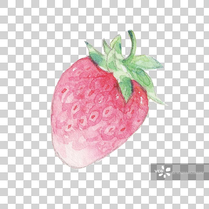 白色背景下的一颗新鲜采摘的有机被子植物草莓特写镜头图片素材