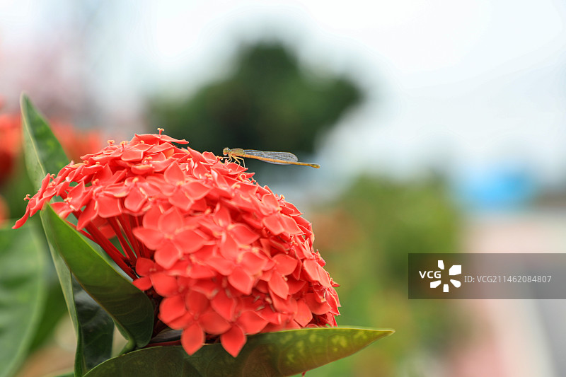 豆娘与龙船花图片素材