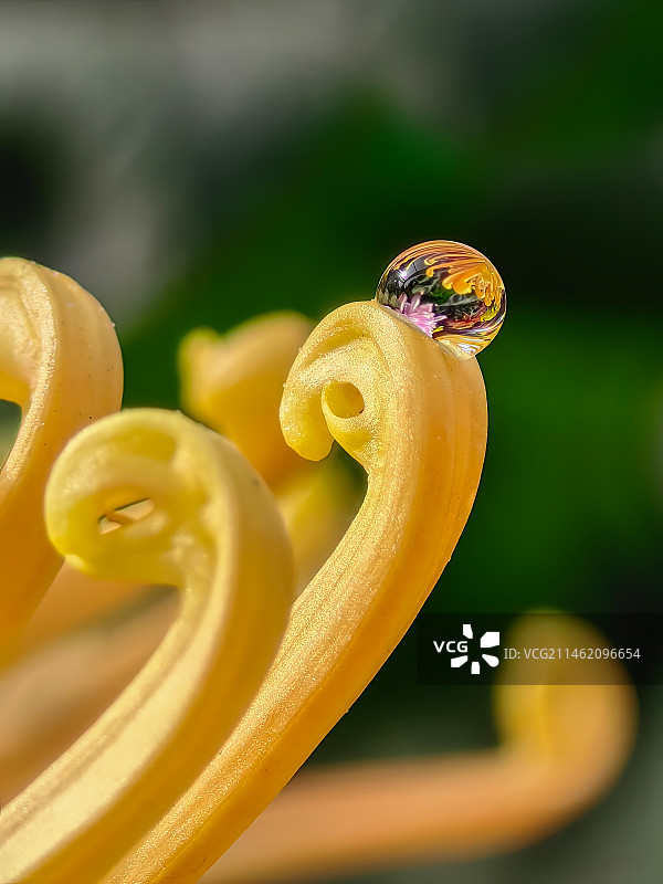 菊花上的水珠图片素材