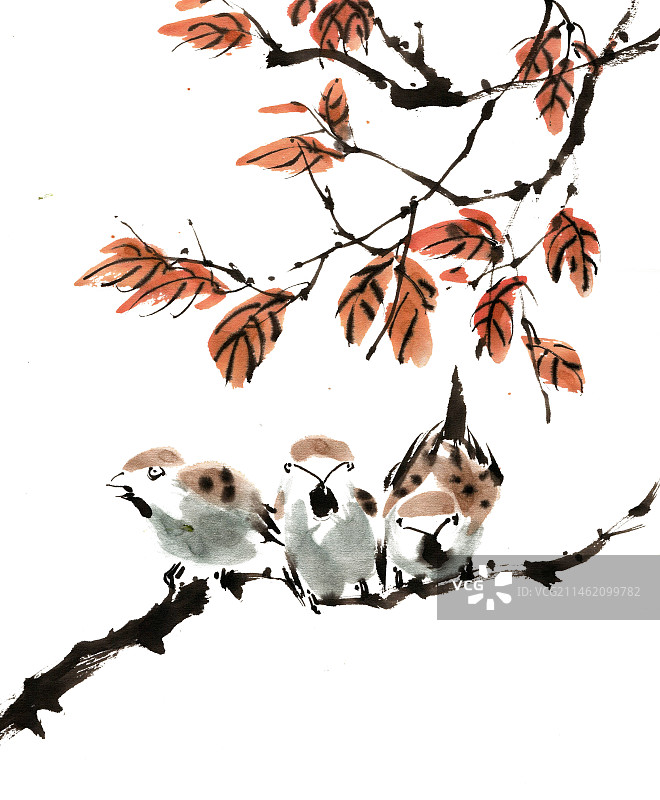 栖息的麻雀图片素材