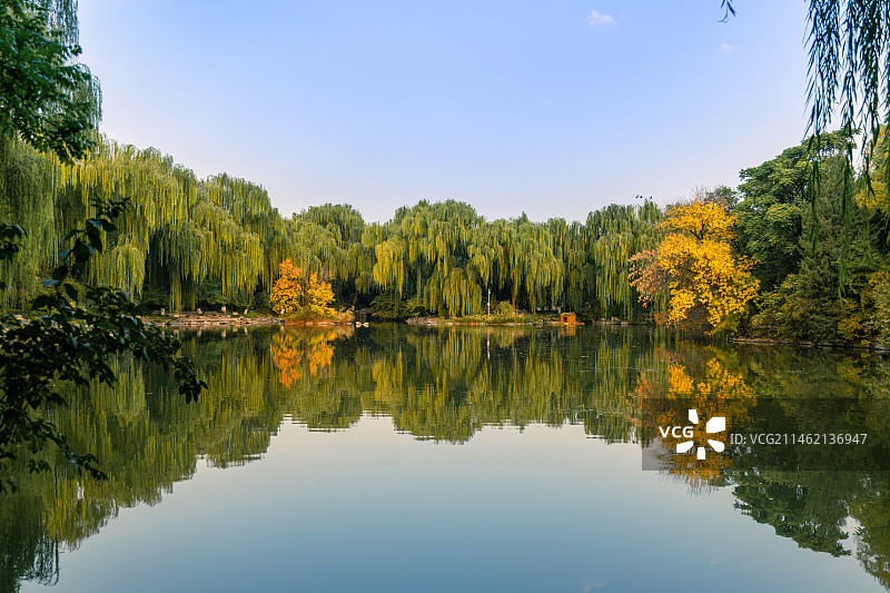 北京大学秋色：未名湖畔的高大柳树与金黄色的白蜡树图片素材