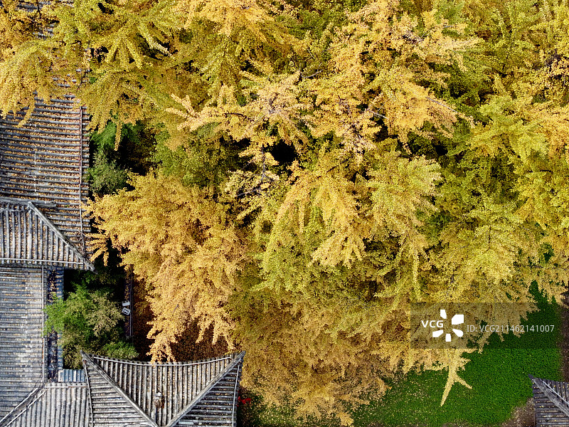 西安古观音禅寺千年银杏图片素材