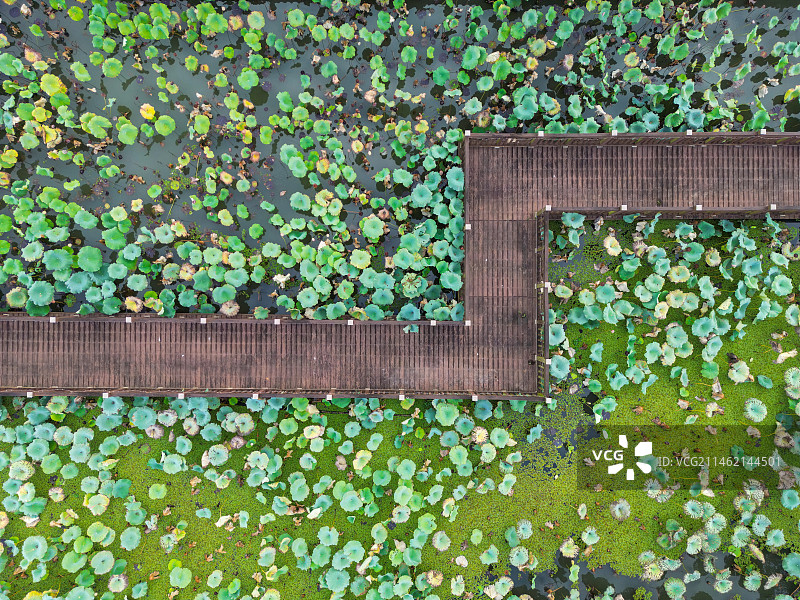航拍秋日荷花塘图片素材