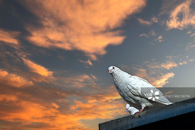 白鸽图片素材