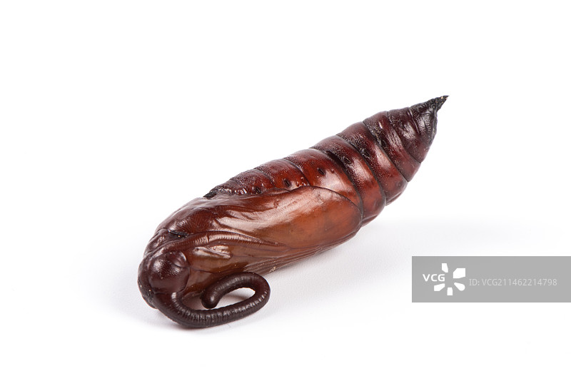 白色背景上的豆天蛾蛹图片素材