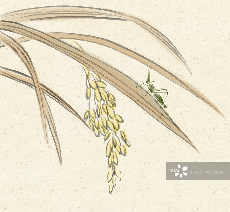 秋天成熟的麦穗丰收了水墨国画图片素材