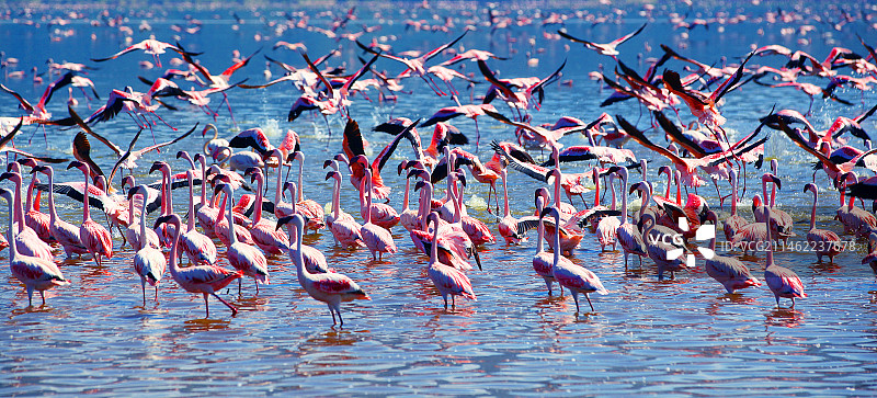 世界禽鸟王国中的绝景肯尼亚柏哥利亚湖图片素材