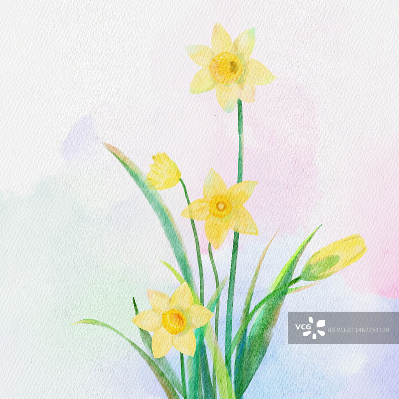手绘水彩水仙花图片素材