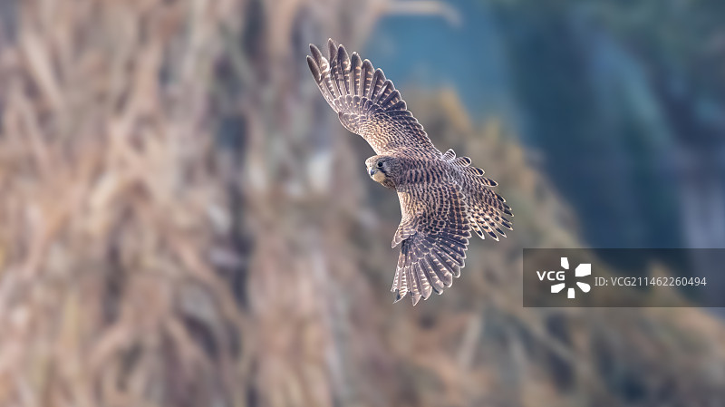 秋野红隼图片素材