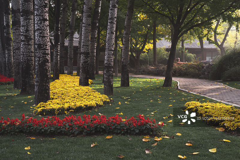 北京 日坛公园 秋天风景 公园绿化图片素材
