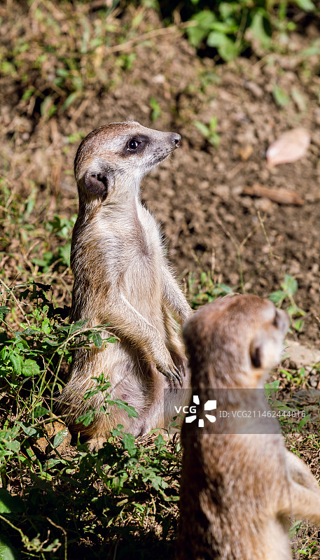 细尾獴图片素材