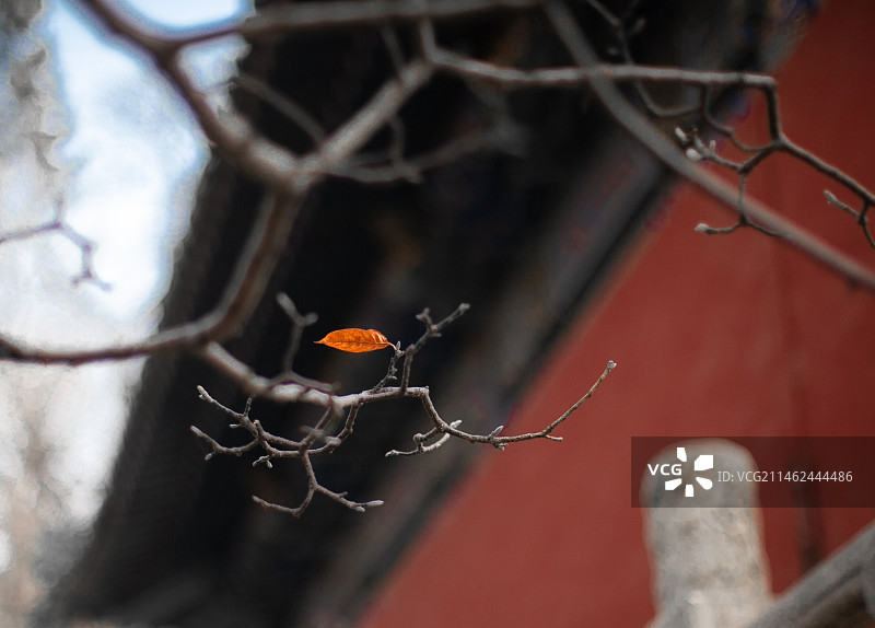 潭柘寺的红墙和秋天最后一片红叶图片素材