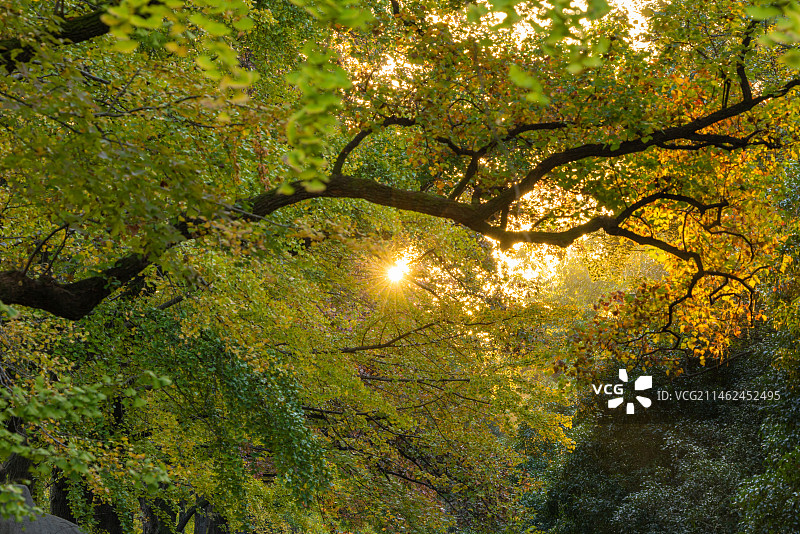 南京明孝陵石象路图片素材