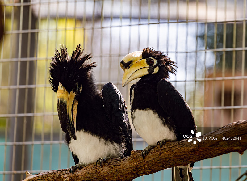 冠斑犀鸟图片素材