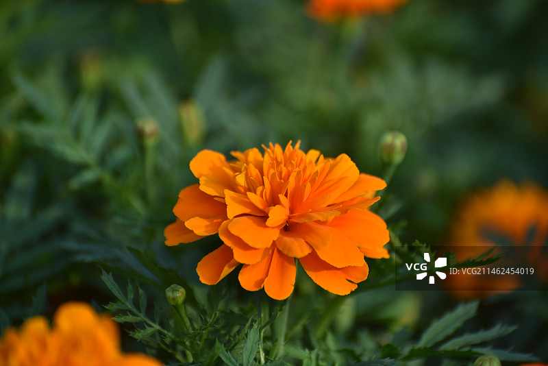 万寿菊图片素材