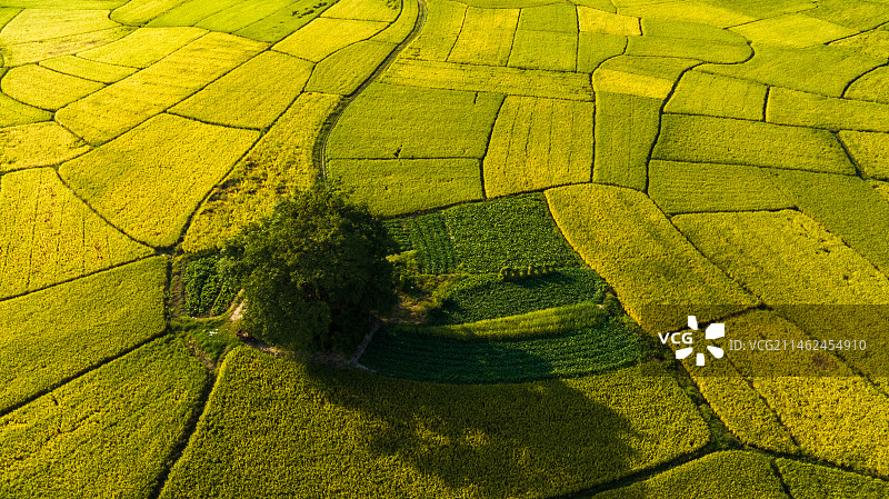 秋天阳光下桂林乡村金黄色稻田里的一棵树图片素材