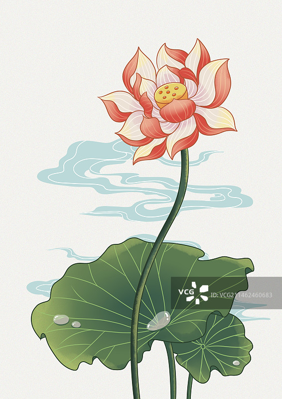 荷花插画 好运连莲图片素材