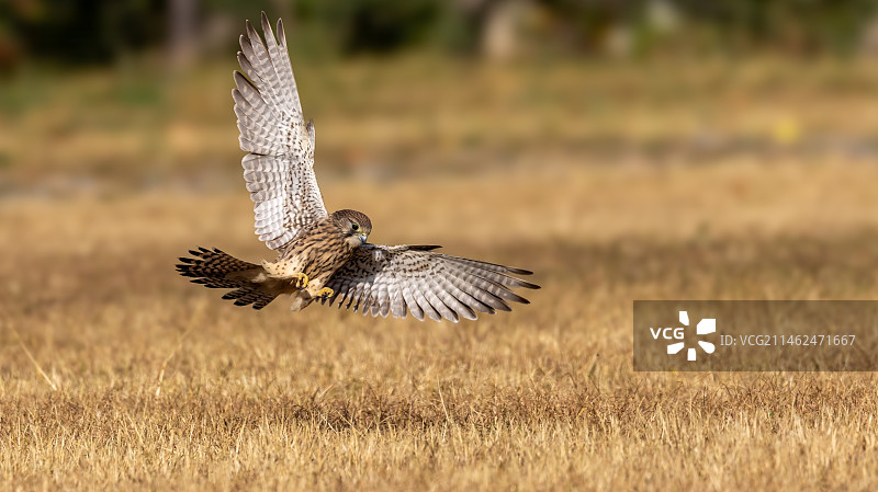 扑向猎物图片素材