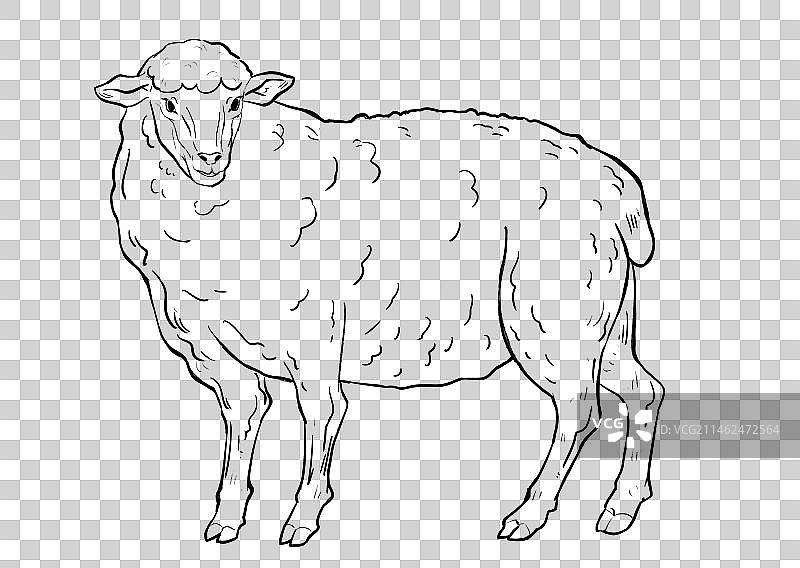 羊线稿插画元素图片素材