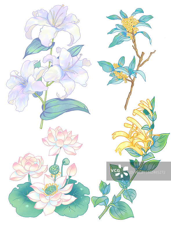 水彩花朵百合桂花荷花金银花图片素材