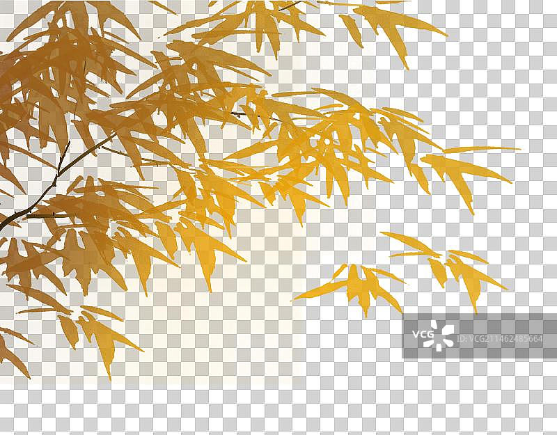 阳光照射下的竹子竹林图片素材