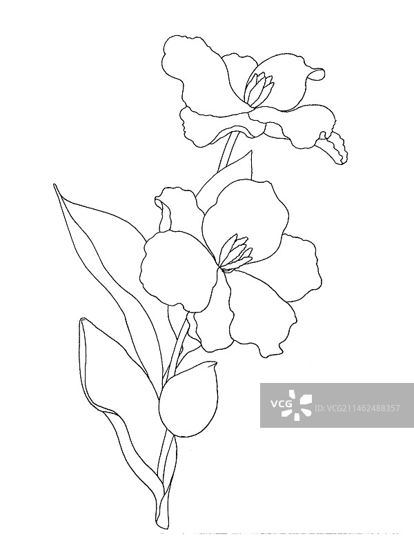 郁金香线稿图片素材