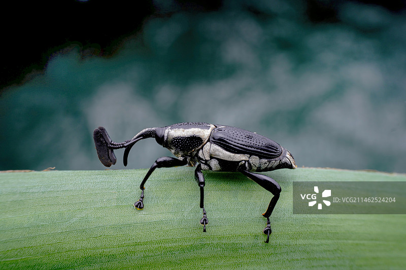 象鼻虫图片素材