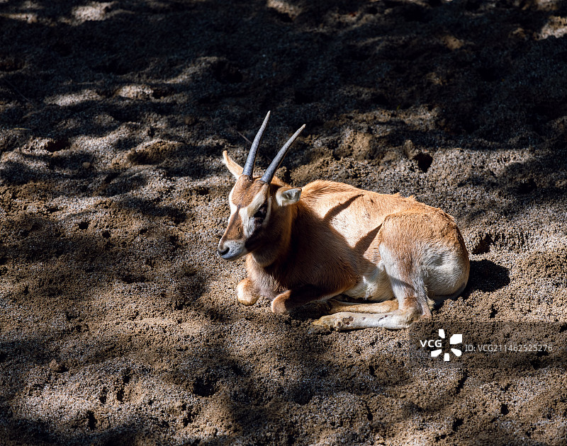 大羚羊图片素材