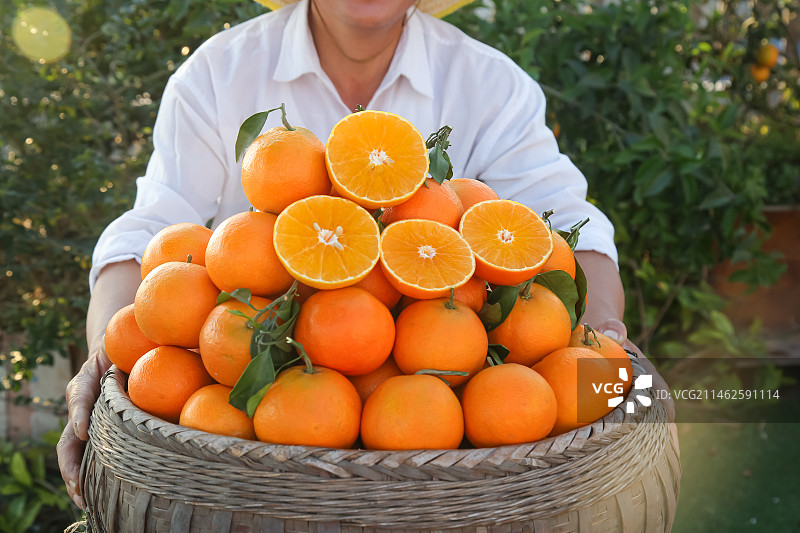 草地上的爱媛果冻橙图片素材