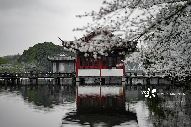 樱花如雪，九曲桥上，与你共赏曲院风荷图片素材